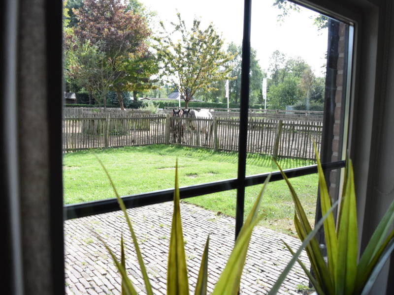 De grote achtertuin.